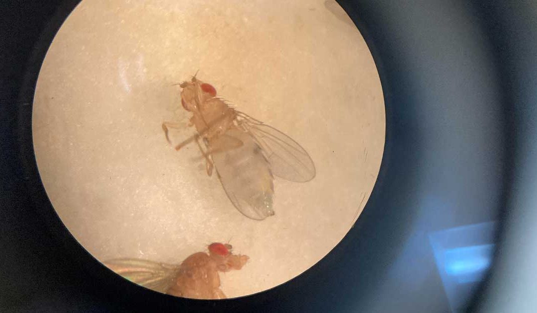 Testing Whiplash-Associated Disorder in Drosophila