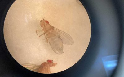 Testing Whiplash-Associated Disorder in Drosophila